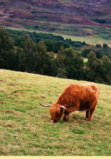 Sustainability, Health and Meat poster